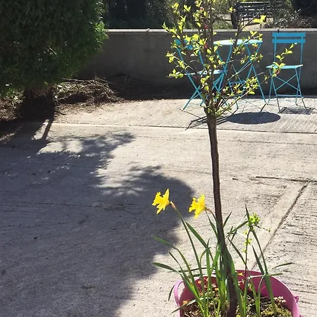 Carrick-On-Shannon Guest House Πανσιόν 3*